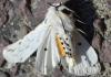 Spilosoma lubricipeda